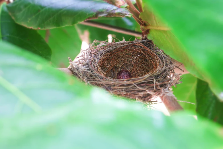 a small nest on top of a green leaf