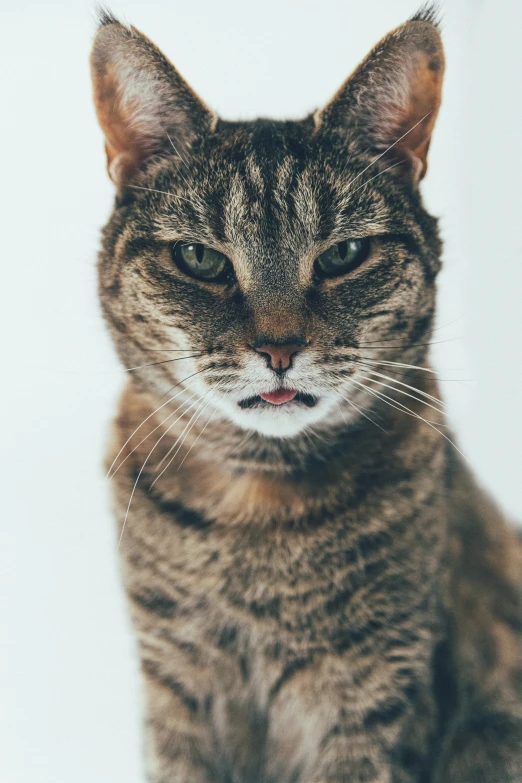 a close - up s of a tabby cat, possibly a cat