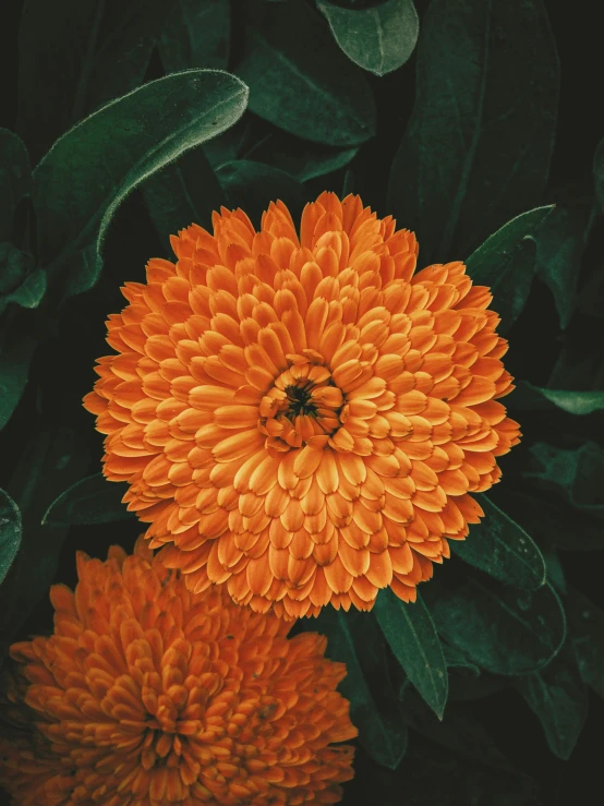 there is a bright orange flower surrounded by green leaves