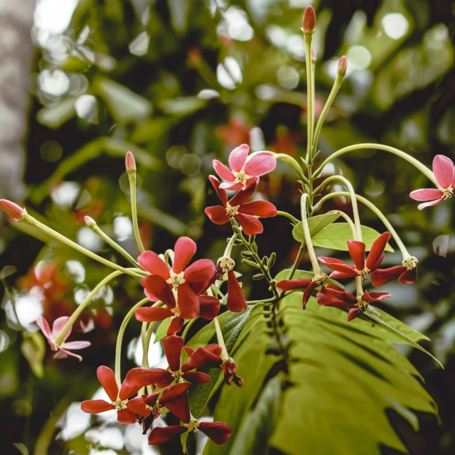 a bunch of red flowers are growing from a green leafy tree