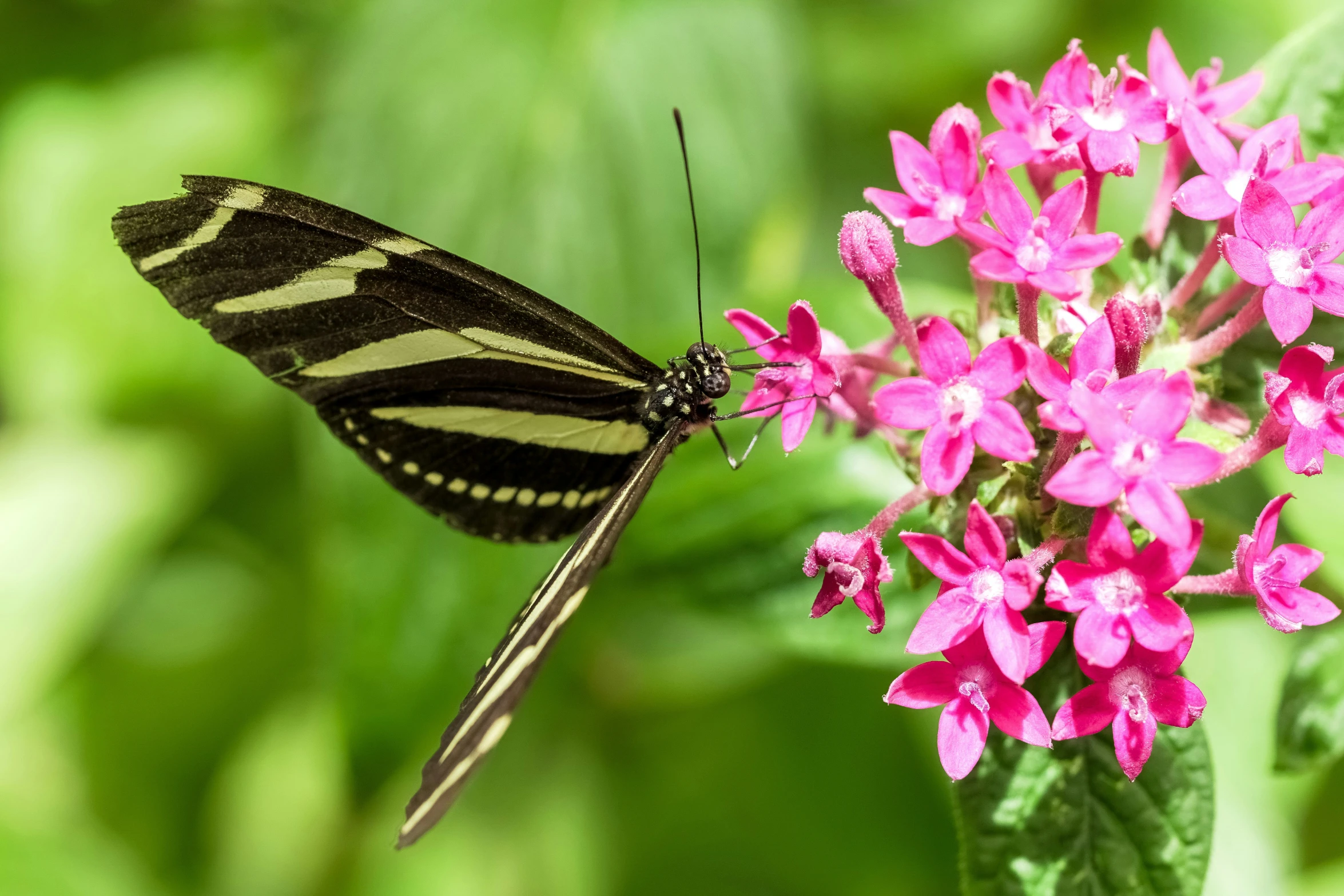 a close - up of a ze colored erfly on a pink flower