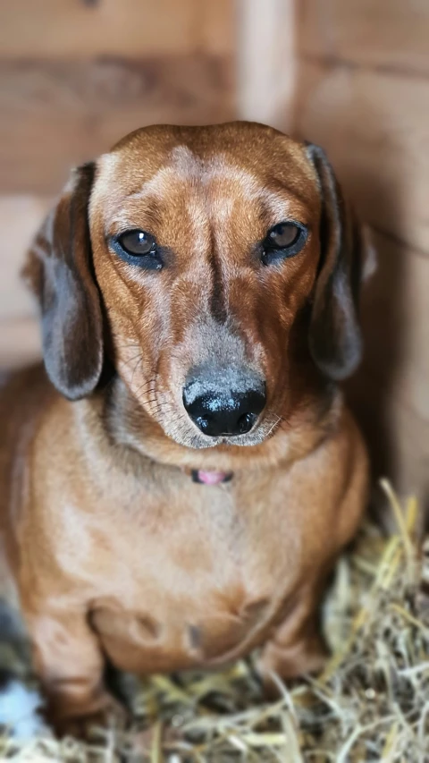 a small brown dog sitting on a pile of hay