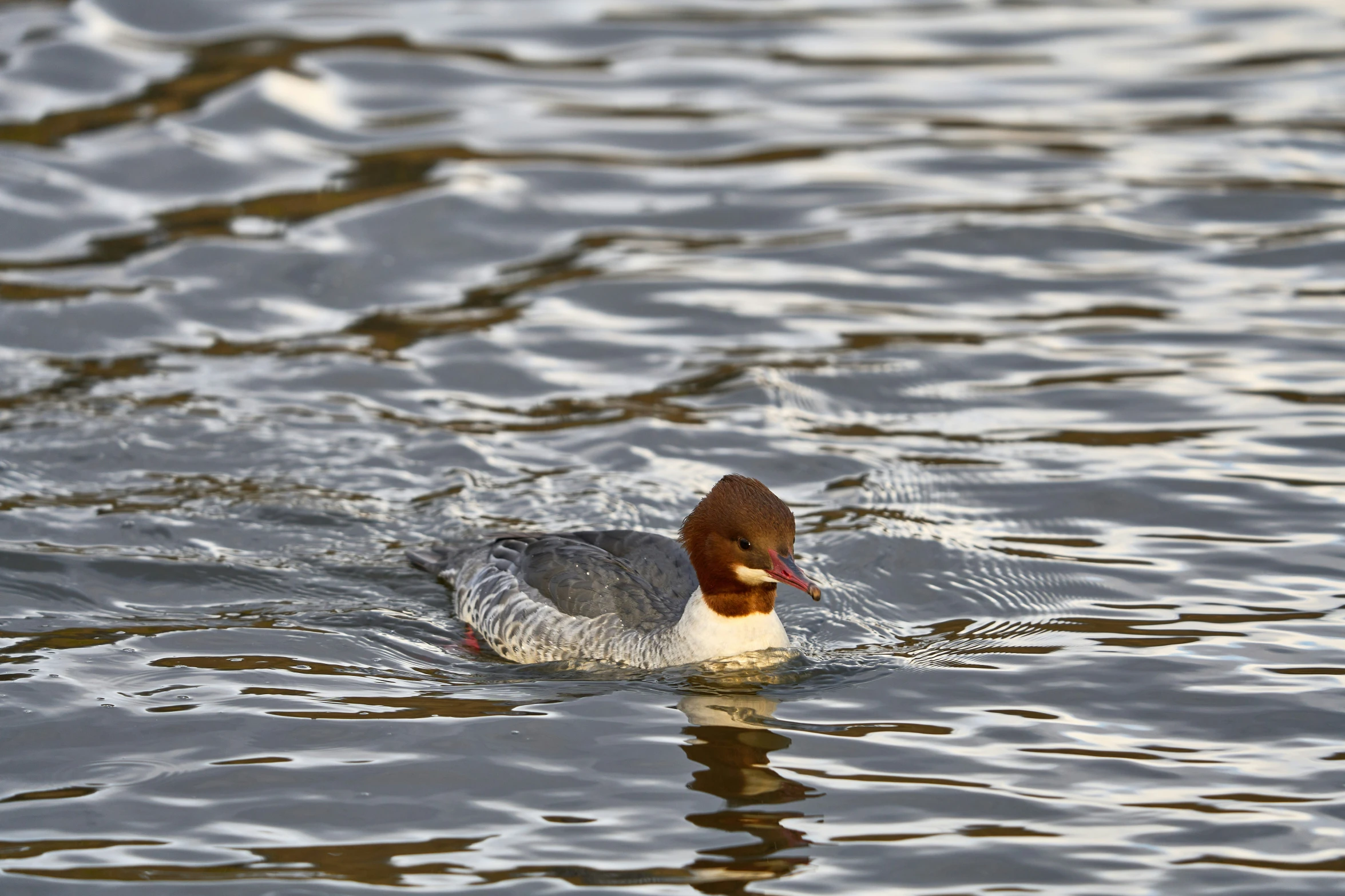 a duck in the water is staring off