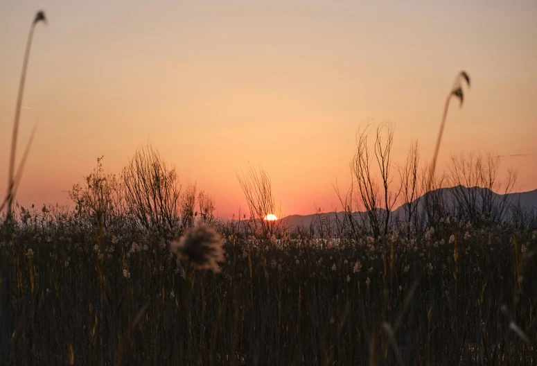 the sun is going down behind a field of tall grass