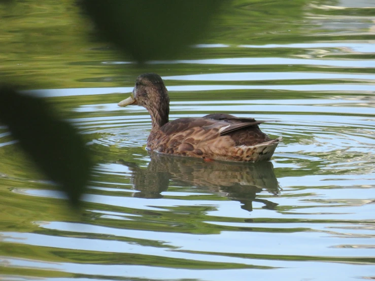 a duck in the water on a sunny day