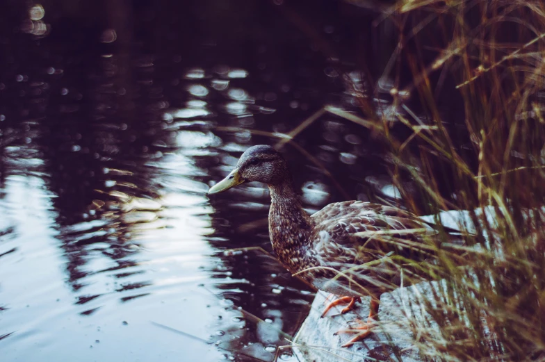 a duck standing on top of a rock in water