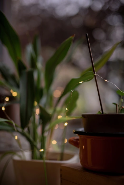 a potted plant with some green plants in the background