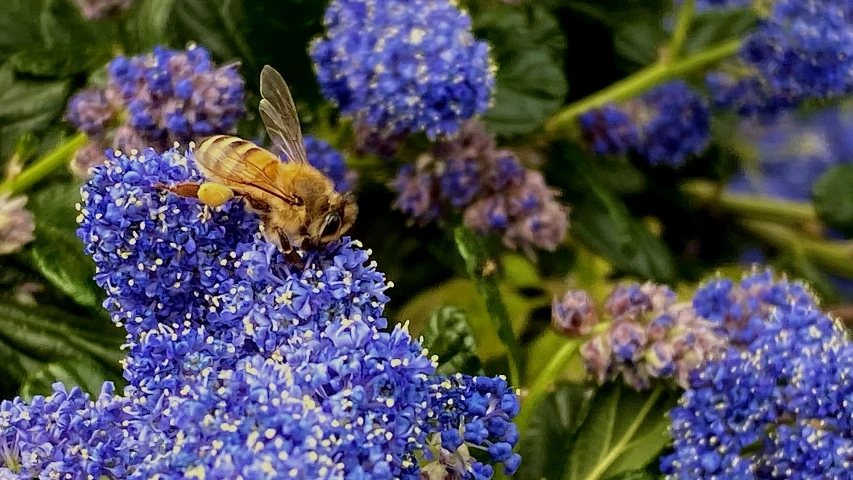 a bee is on a blue flower in the middle of the day