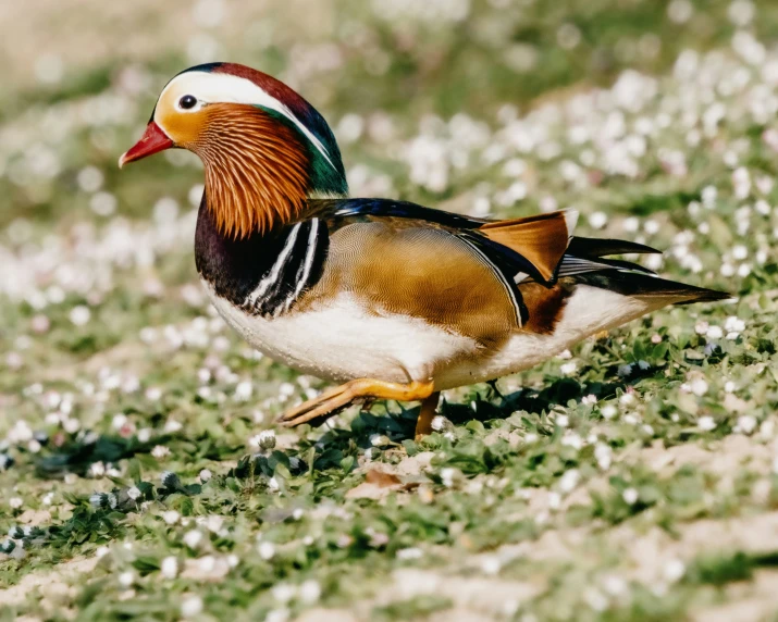 the wood duck stands in front of some daisies