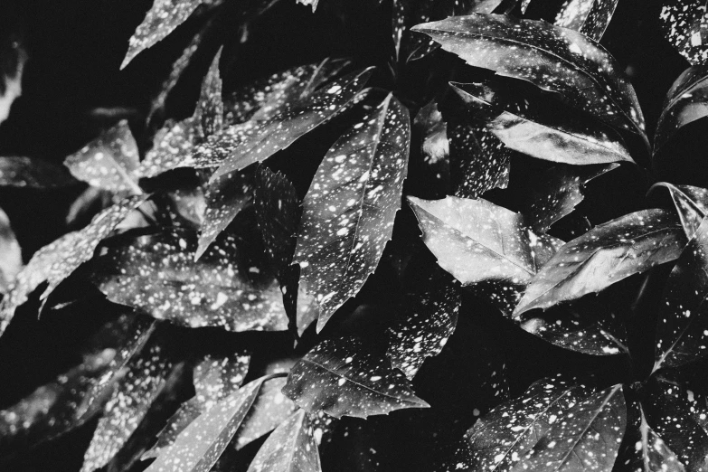 rain covered leaves on a tree nch with black and white background