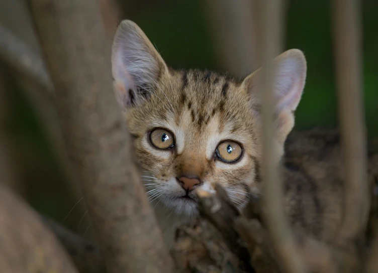 small kitten staring intently from the nches of a tree