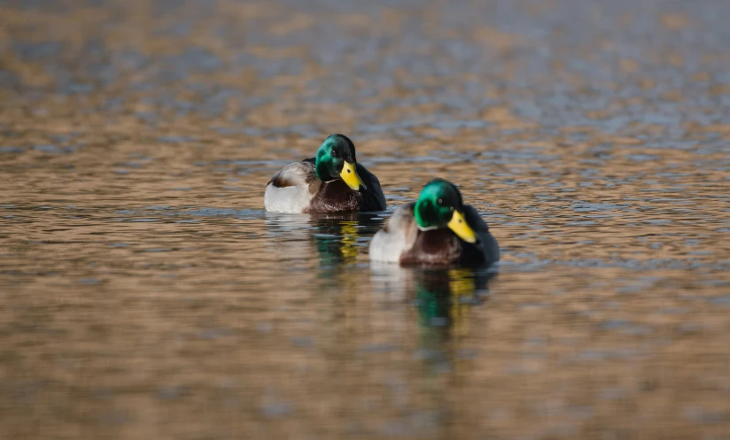 two ducks swim together on the lake