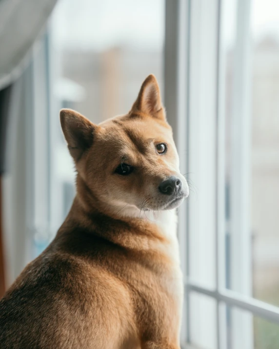 the dog is looking outside of the window