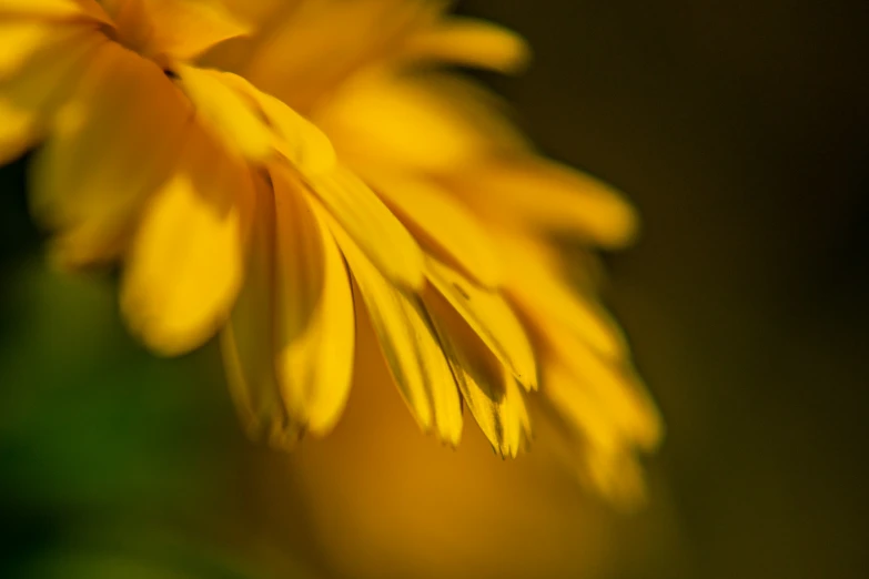 the back side of a yellow flower