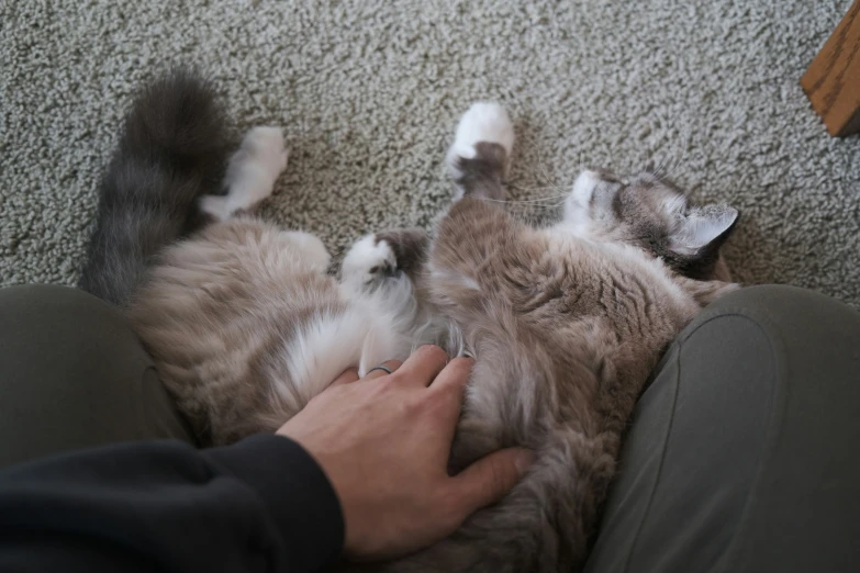 a person pets a cat laying on its back