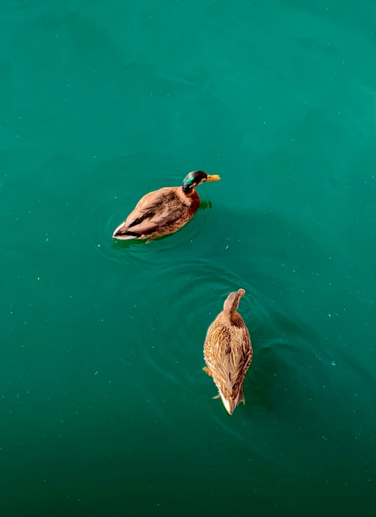 a couple of ducks are in the middle of the water