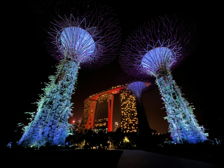 night view of giant trees with bright lights in city