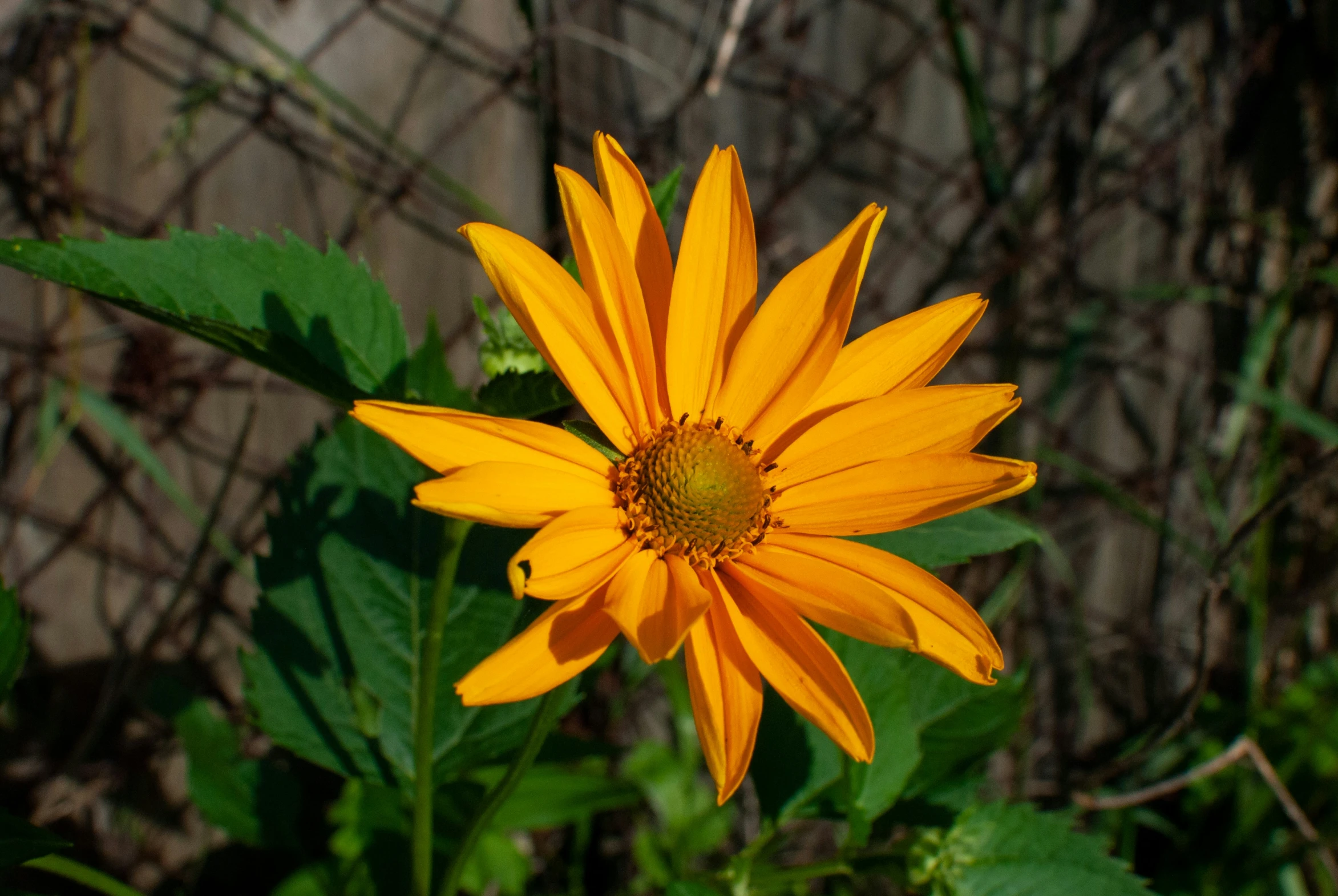 a single flower is seen from behind