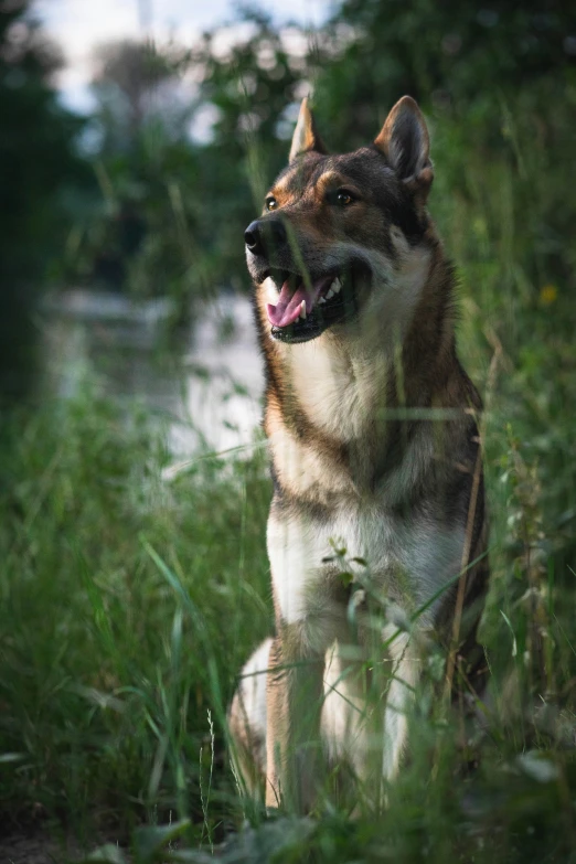 a close up of a dog sitting in the grass