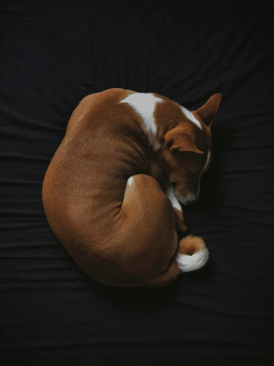 a dog sleeping on a blanket with its head in the middle of it's body