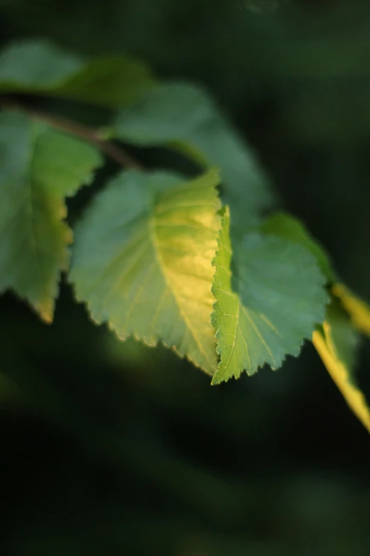 a leaf with a yellow spot on it's backlight