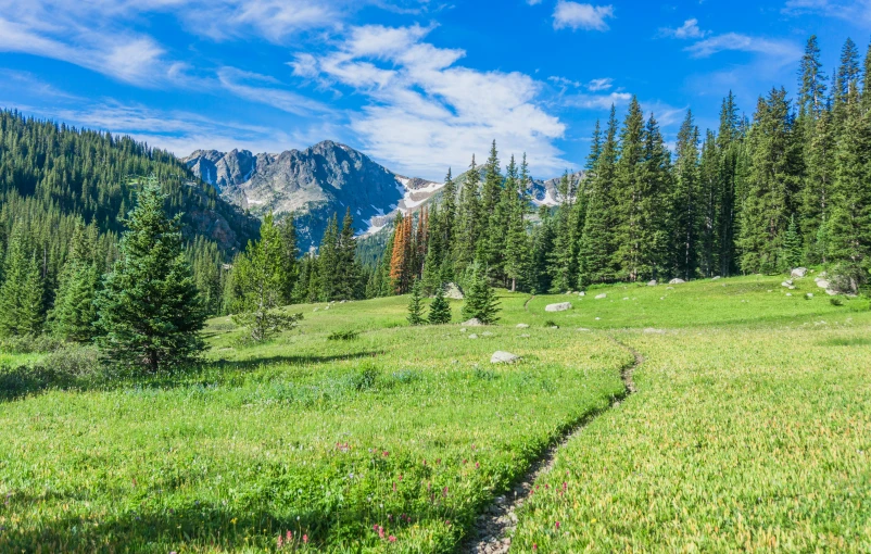 a meadow and tree line with mountains in the background