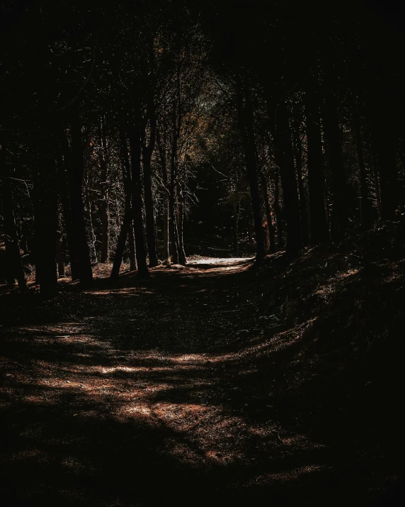 a dark forest with a lot of sparklers on the trees