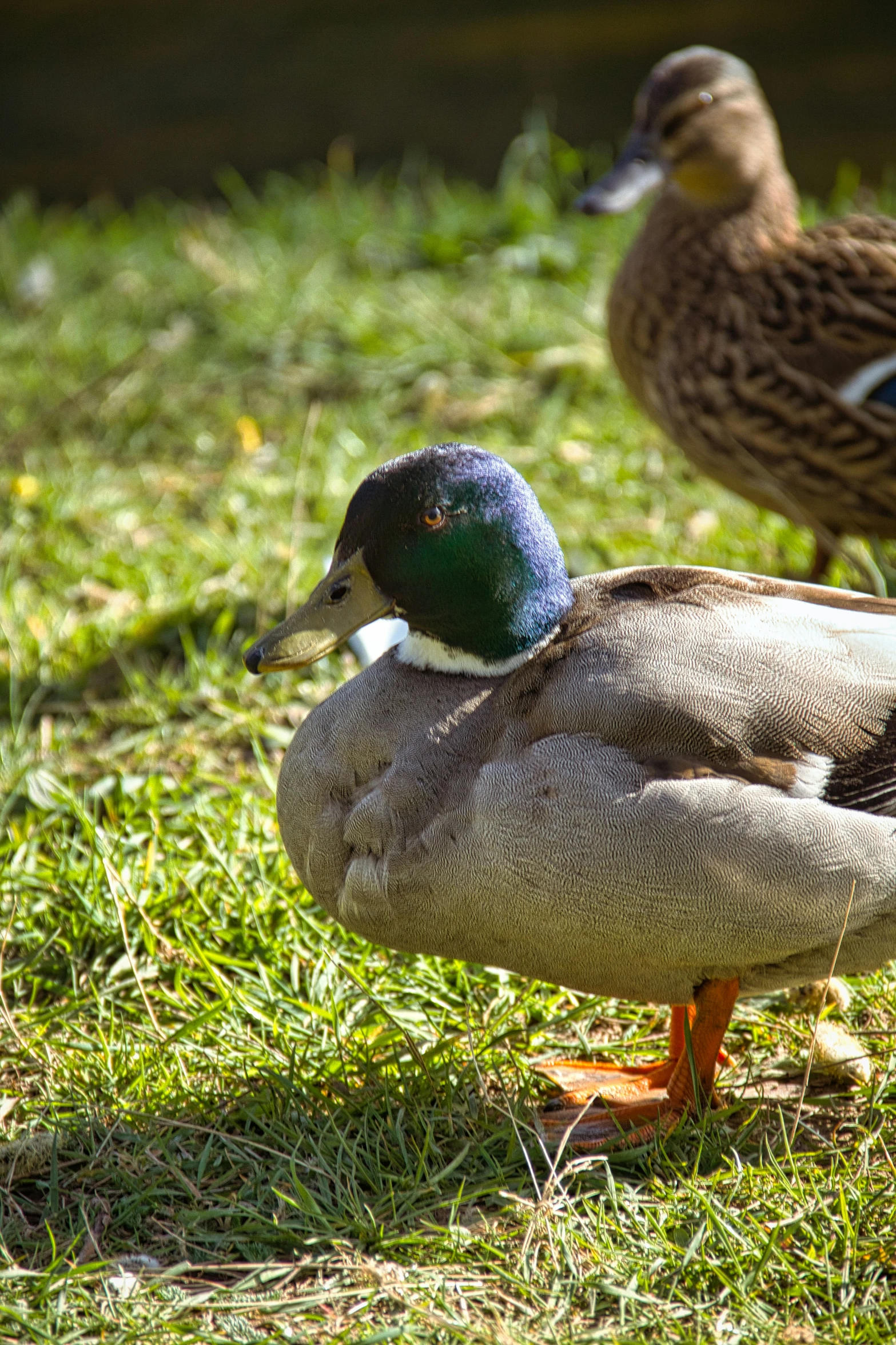 two ducks are walking on the grass near the water