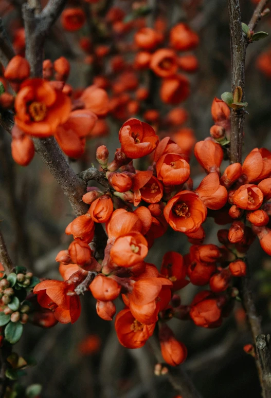 an orange flowering plant on a nch with several small buds