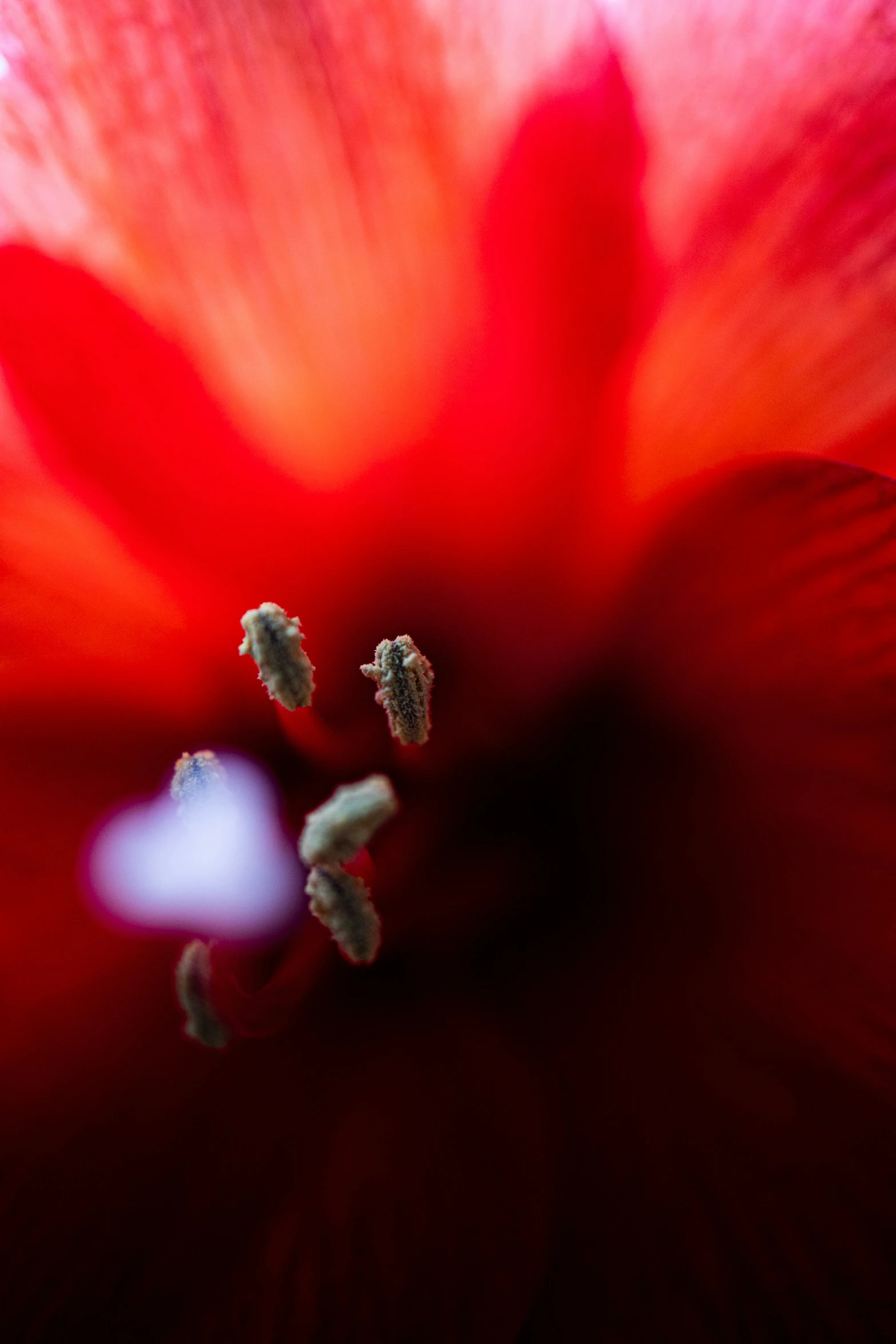 an extreme closeup of a flower with petals