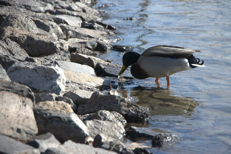 a duck bending down to drink from a stream