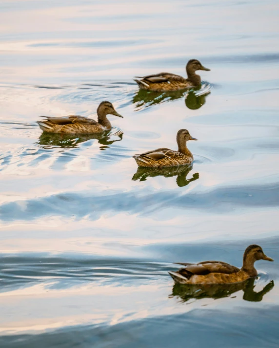 several duck are swimming on the water