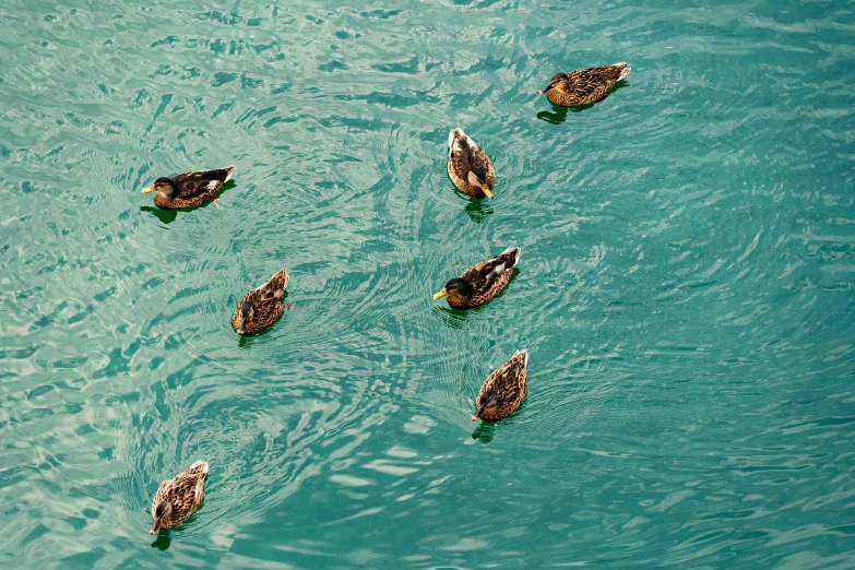 six ducks are swimming in blue water near each other