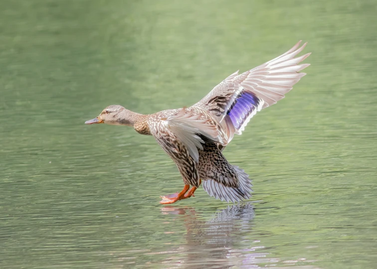 an image of a duck in the water