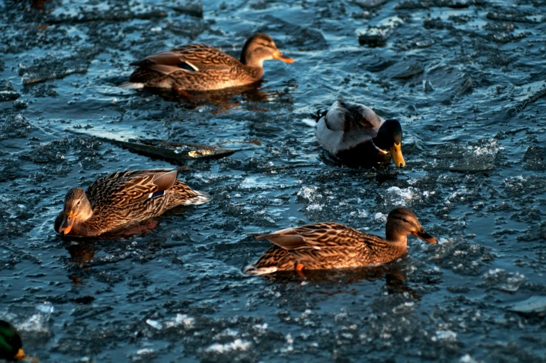 three ducks swim on the water while floating