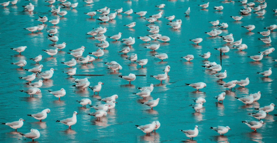 many white birds are in the blue water