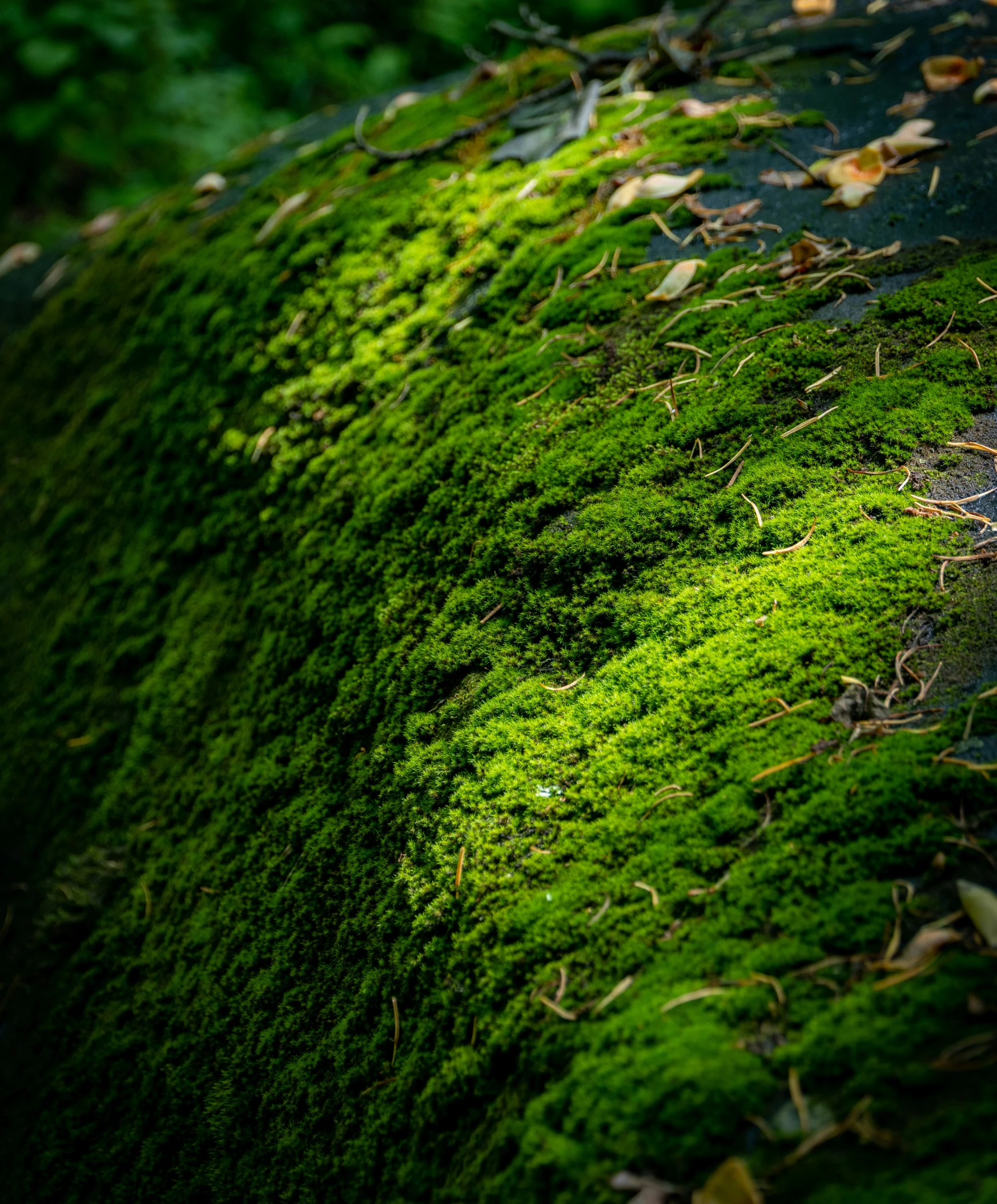 green moss growing on the side of a road