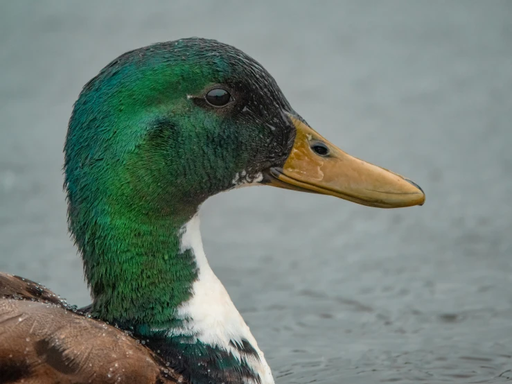 a duck with a green head is swimming on a lake