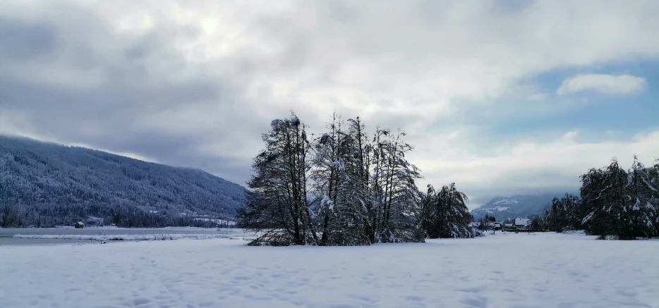 snow covered trees on the side of a snowy road