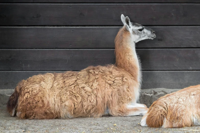 a llama sitting on the ground by some walls