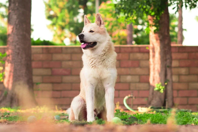 a white dog standing in the grass with his tongue out