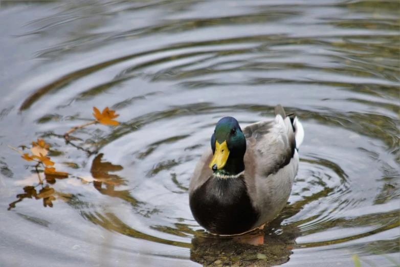 a single duck swimming on top of a lake