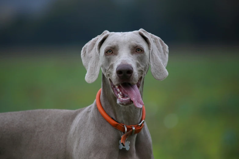 a large grey dog with a red collar