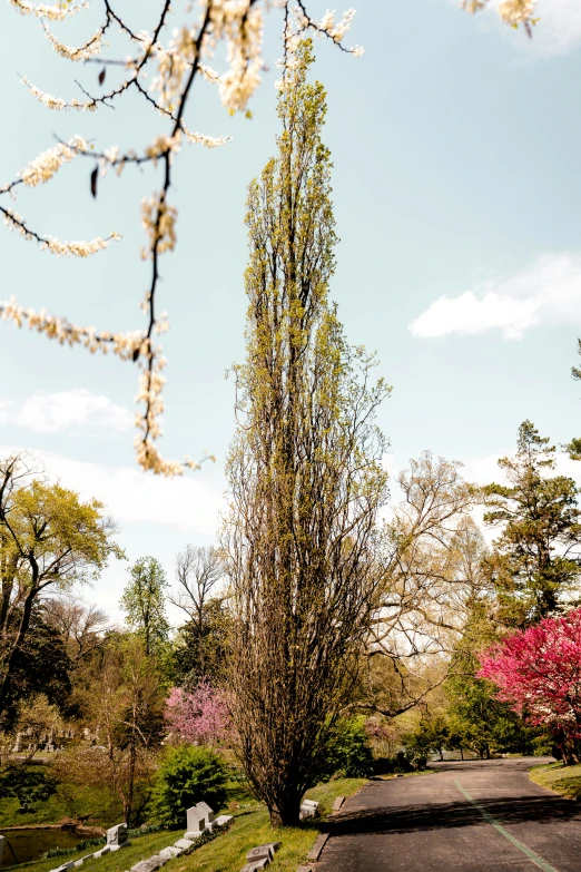 an image of a tree near a road