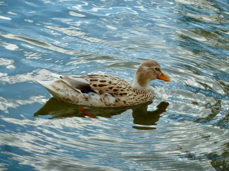 a duck swims across the water with blue water