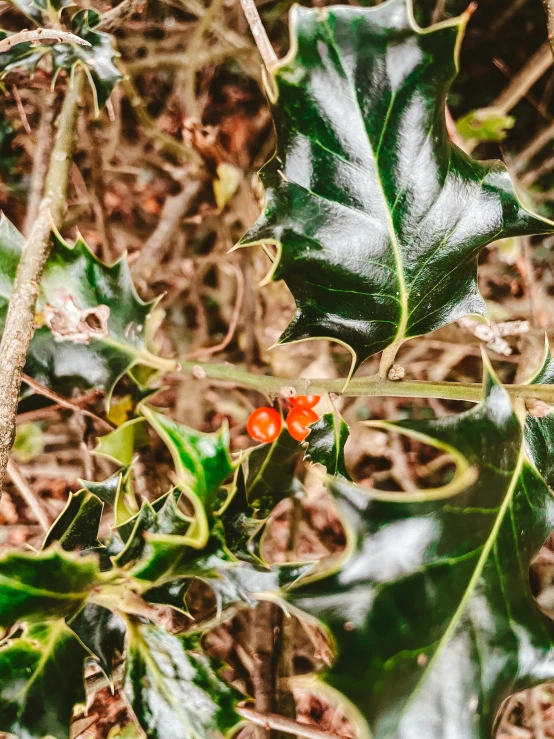 the leaves and stems are arranged as if they could be picking berries