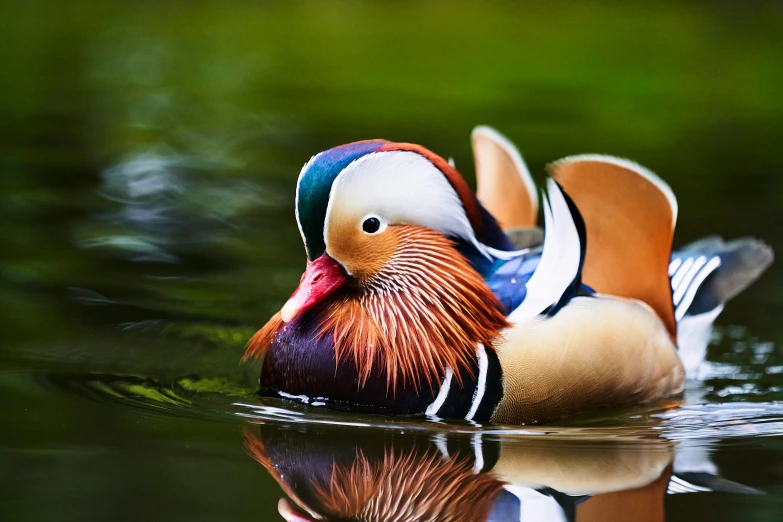 a colorful bird with an orange beak floating in the water