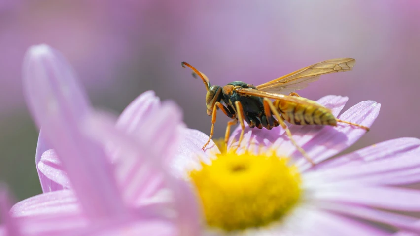 a insect standing on a flower in front of the camera