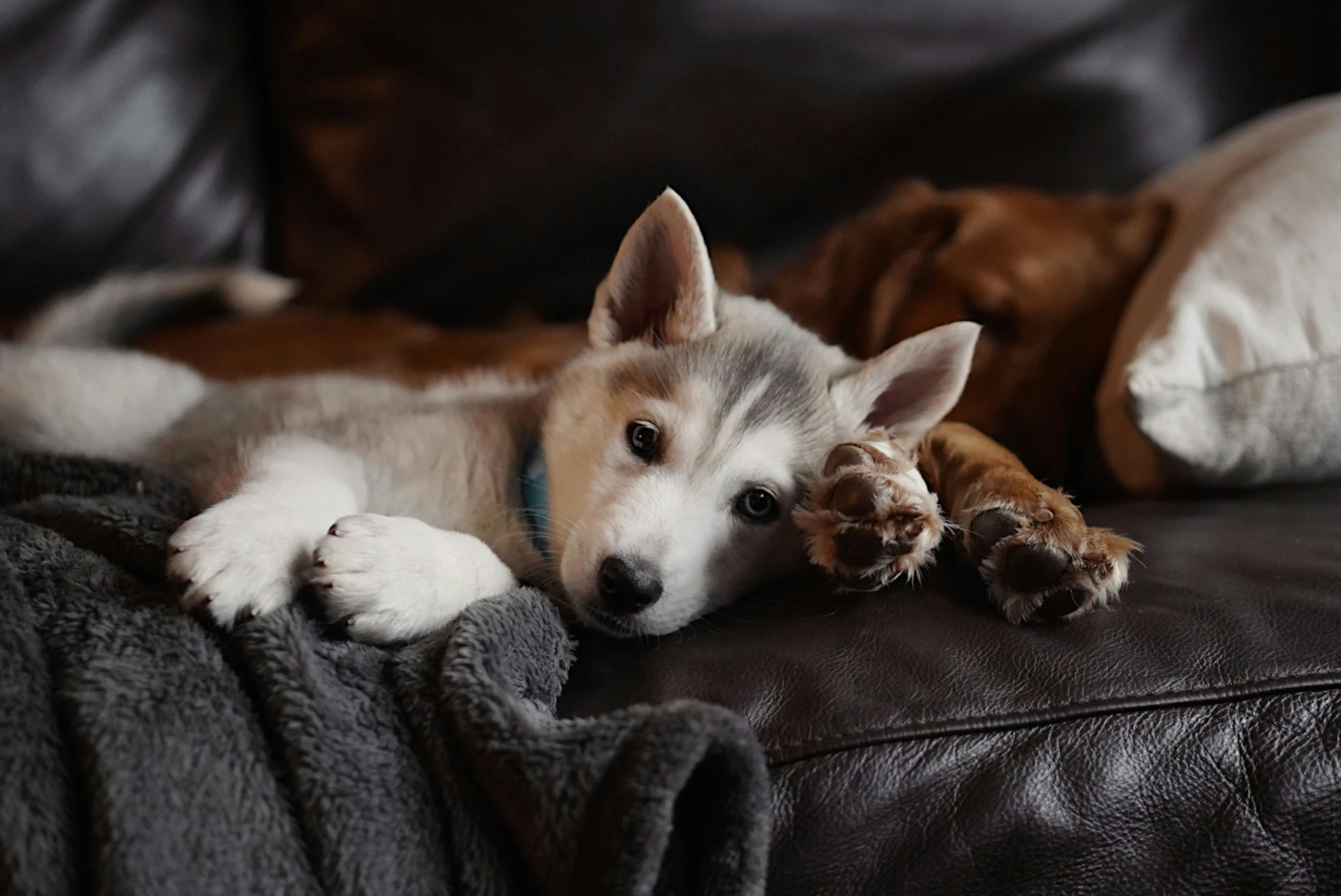 a dog lays on the sofa with his paw up to its face