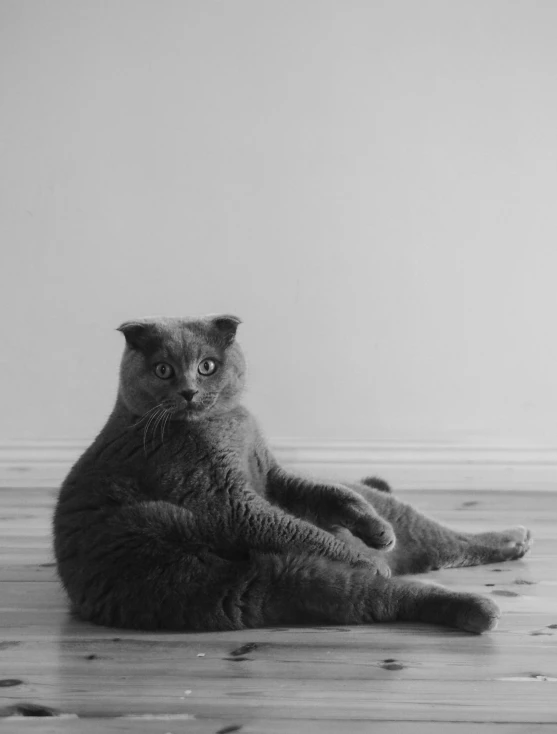 the cat is sitting on the wood floor